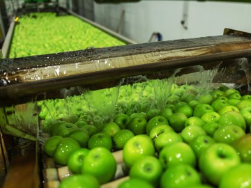 INDUSTRIE DU LAVAGE ET DE LA TRANSFORMATION DES FRUITS ET DES LÉGUMES